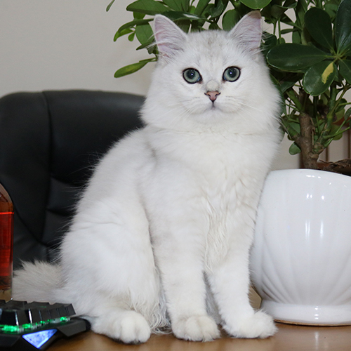 Mèo Anh lông dài (Ald) Silver cái 10 tháng tuổi, form cân đối, lông dài dày, mắt xanh