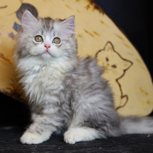 Mèo Anh lông dài (Ald) Silver Tabby, lông dài bông, mặt tròn, vân tabby xám bạc