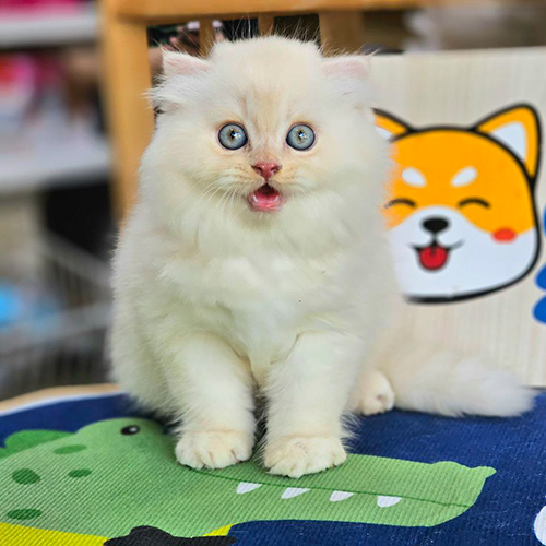 Mèo Anh lông dài (Ald) trắng kem mắt xanh, lông bông dày, tạo dáng cận mặt
