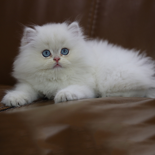 Mèo Anh lông dài (Ald) trắng mắt xanh 2 tháng tuổi, lông bông dày, mặt tròn