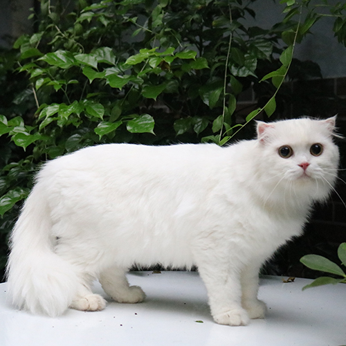 Mèo Anh lông dài (Ald) trắng trưởng thành, lông dài dày, đứng ngoài vườn