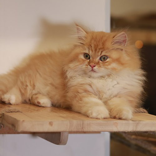 Mèo Ald vàng cam (Red Tabby) 2 tháng tuổi, lông dài bông, nằm thư giãn trên kệ gỗ