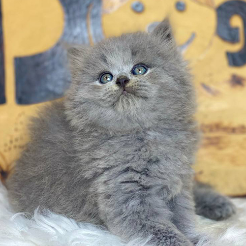 Mèo Anh lông dài (Ald) xám xanh 2 tháng tuổi, lông bông dày, mắt xanh xám