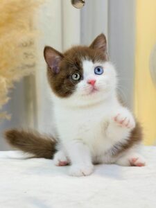 Mèo Anh lông ngắn bicolor choco cái 2 tháng đang sẵn tại Chạm Pets