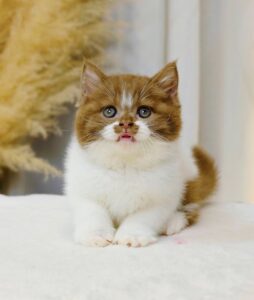Mèo Anh lông ngắn bicolor cinnamon hít le cái đang sẵn tại Chạm Pets
