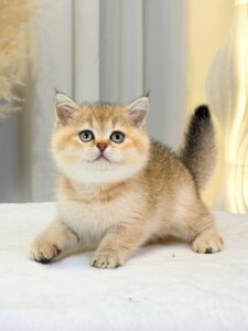 Mèo Anh lông ngắn golden cái đang sẵn tại Chạm Pets