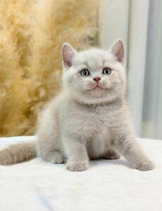 Mèo Anh lông ngắn lilac đực béo ú đang sẵn tại Chạm Pets