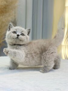Mèo Anh lông ngắn lilac lông thảm cái mặt tròn mép dày đang sẵn tại Chạm Pets