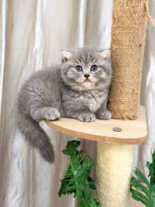 Mèo Anh lông ngắn tabby đực đang sẵn tại Chạm Pets