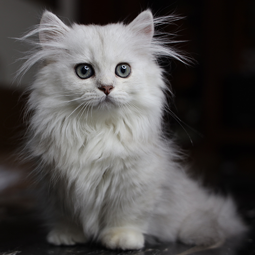 Mèo Munchkin lông dài silver 4 tháng tuổi, lông bông dày, mắt xanh