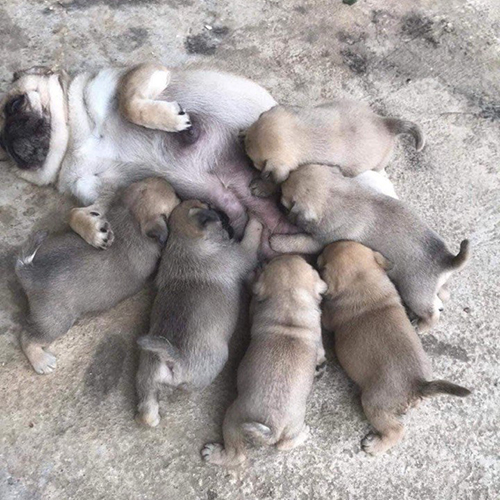 Đàn chó Pug con 20 ngày tuổi đang bú mẹ, nhiều bé màu vàng kem và xám