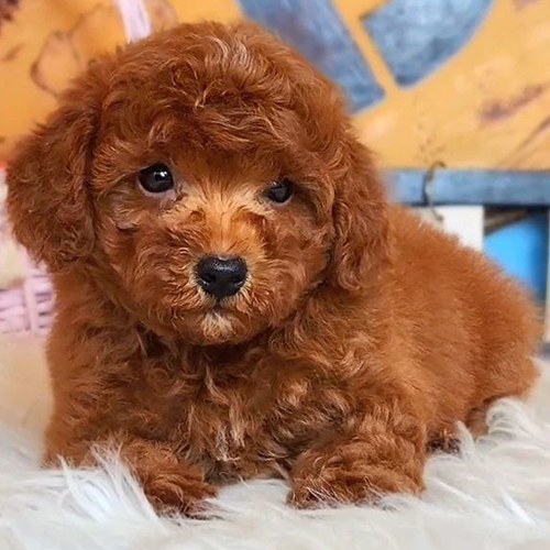 Chó Poodle nâu đỏ 2 tháng tuổi đang sẵn, ảnh & video thật tại Chạm Pets, bé lông xoăn dày, mặt bầu, dáng nhỏ gọn