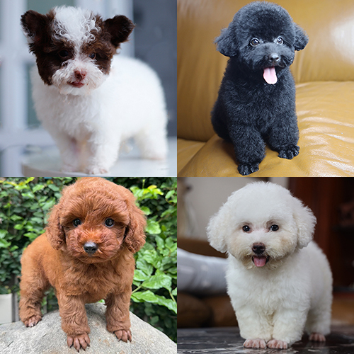 Các bé chó Poodle con nhiều màu gồm trắng, đen, nâu và parti