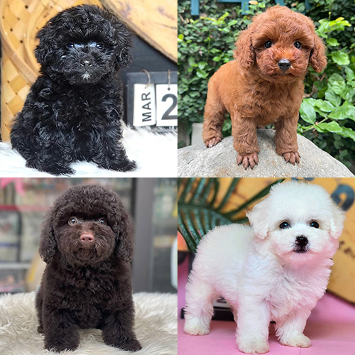 Các màu lông Poodle khác nhau gồm đen, nâu đỏ, socola và trắng