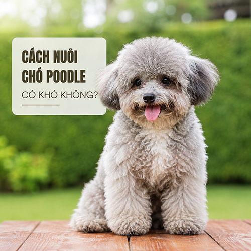 Ảnh minh họa cách nuôi chó Poodle với các lưu ý chăm sóc cơ bản