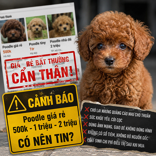 Cảnh báo Poodle giá rẻ 500k 1 triệu 2 triệu