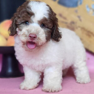 Bé Poodle bò sữa nâu đực 2 tháng tuổi, lông xoăn mềm