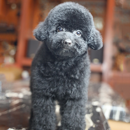 Chó Poodle đen có lông hơi xám và xỉn màu