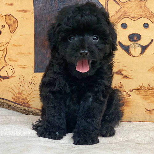 Chó Poodle đen lông xoăn ngồi trên nền sáng