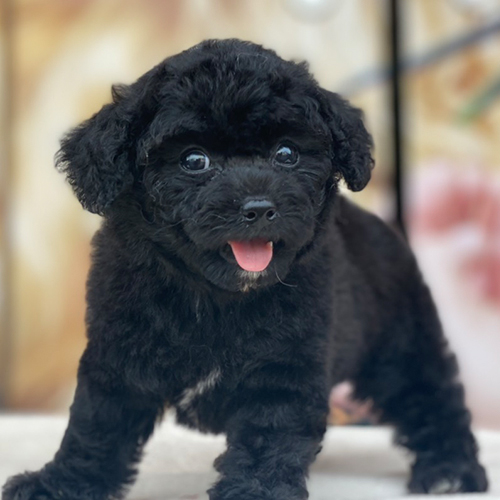 Chó Poodle đen lông xoăn dày, mắt sáng và dáng nhỏ gọn