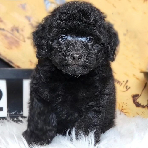 Chó Poodle đen size nhỏ ngồi trên thảm trắng