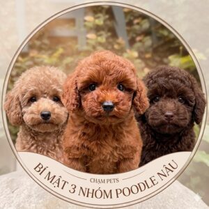 Hình ảnh khung tròn trang trí của Chạm Pets hiển thị ba chú chó Poodle con dễ thương với ba sắc thái màu nâu khác nhau: nâu nhạt, nâu đỏ và nâu socola đậm, cùng với văn bản 'Bí mật 3 nhóm Poodle nâu'.