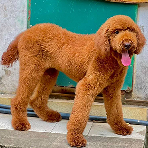 Chó Standard Poodle nâu đỏ dáng cao đứng ngoài trời