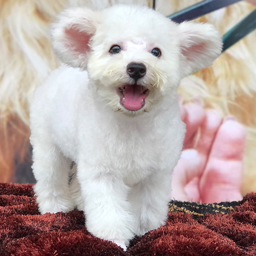 Chó Poodle Toy trắng tai bướm dáng nhỏ gọn