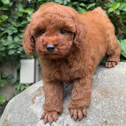 Bé Poodle nâu đỏ thực tế, lông xoăn dày và dáng nhỏ gọn