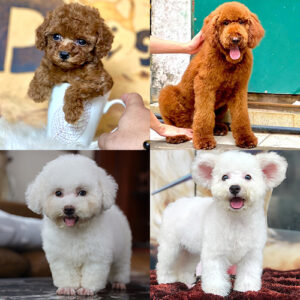 Các size chó Poodle gồm bé nhỏ, Toy và Standard