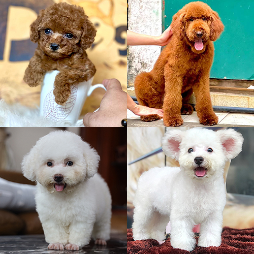 Các size chó Poodle gồm bé nhỏ, Toy và Standard