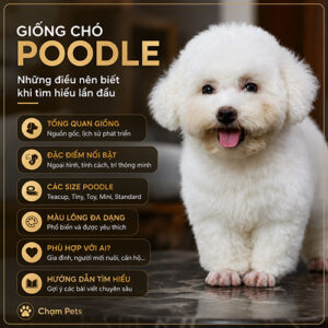 Ảnh đại diện bài viết giống chó Poodle với bé Poodle trắng và nội dung tổng quan dành cho người mới tìm hiểu