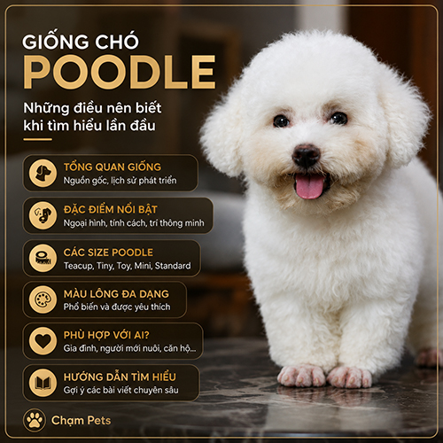 Ảnh đại diện bài viết giống chó Poodle với bé Poodle trắng và nội dung tổng quan dành cho người mới tìm hiểu