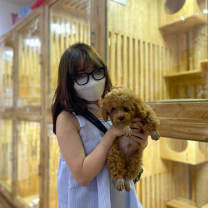 Khách nhận chó Poodle nâu đỏ tại Chạm Pets
