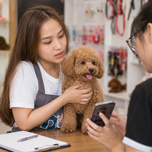 Khách đang xem thông tin chó Poodle nhỏ trước khi đặt cọc