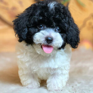Bé Poodle bò sữa đen trắng 2 tháng tuổi, mắt sáng và lông xoăn mềm