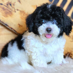 Poodle bò sữa đen trắng