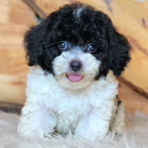 Bé Poodle bò sữa đen trắng với bộ lông xoăn mềm và gương mặt lanh lợi