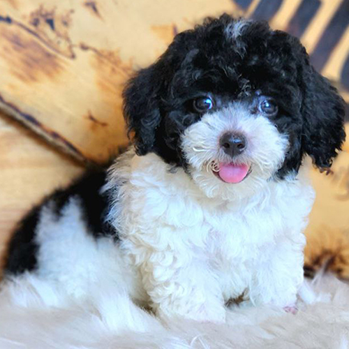 Chó Poodle bò sữa đen trắng, lông xoăn dày