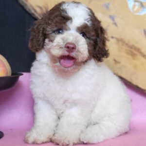 Hình ảnh bé Poodle bò sữa nâu 2 tháng tuổi, lông trắng pha nâu, lông xoăn mềm, đang ngồi trên nền hồng và nhìn vào máy ảnh.
