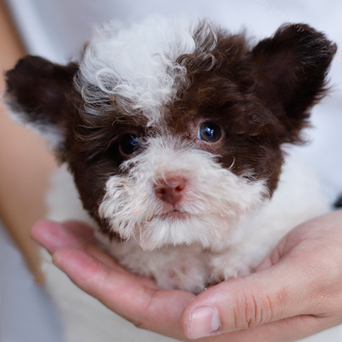 Chó Poodle bò sữa socola tai bướm 2 tháng tuổi