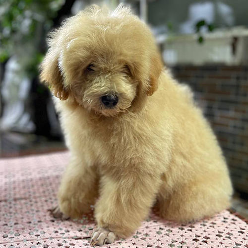 Chó Poodle cỡ trung màu vàng mơ, lông dày và dáng chắc