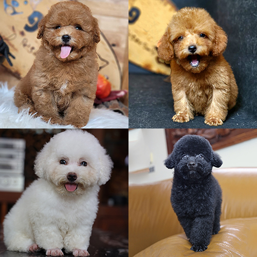 Các bé chó Poodle cùng size nhưng khác màu lông và form mặt