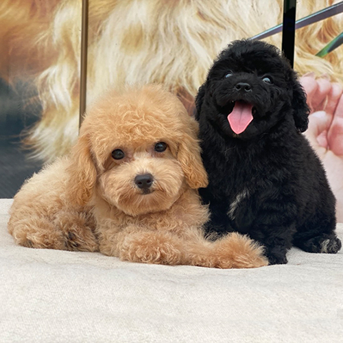 Chó Poodle đen và Poodle màu sáng nằm cạnh nhau trên nền sáng