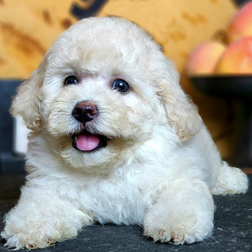 Chó Poodle kem cái lông xoăn, mặt tròn