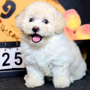 Poodle kem cái thuần chủng lông dày xoăn