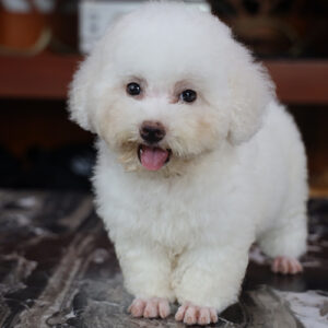 Poodle kem trắng 2 tháng tuổi đứng thực tế