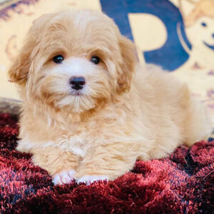 Poodle lai vàng mơ lông dài thẳng