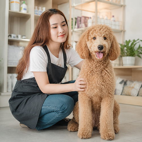 Chó Poodle Miniature màu vàng mơ được chăm sóc trong phòng grooming