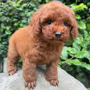Bé Poodle nâu đỏ 2 tháng tuổi đứng ngoài vườn